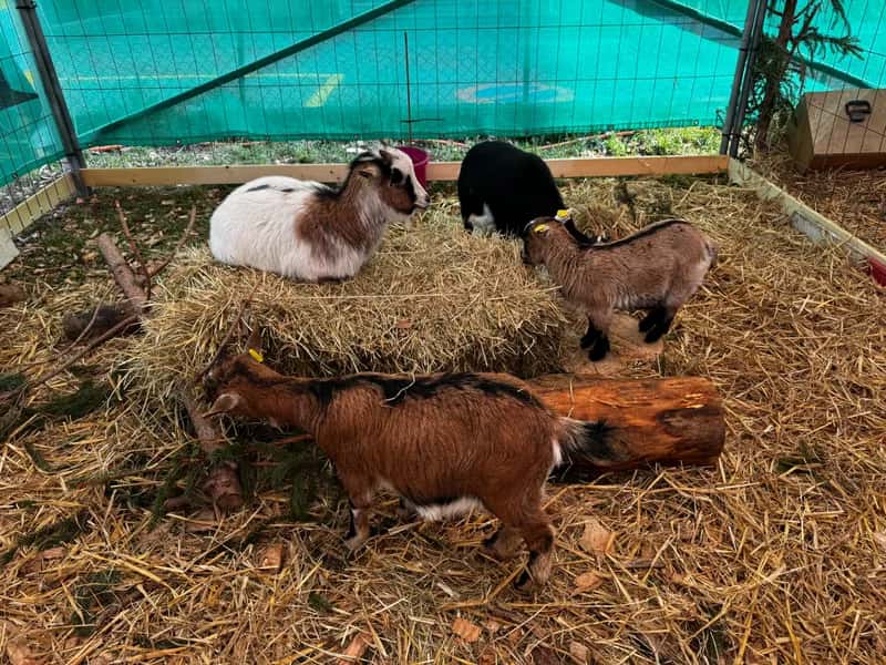 Fiera di San Provino - foto 1