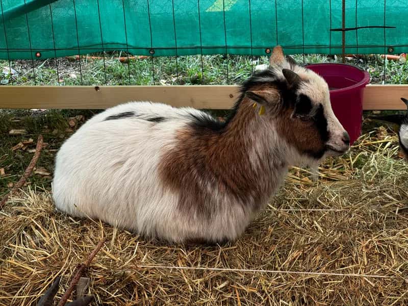 Fiera di San Provino - foto 3