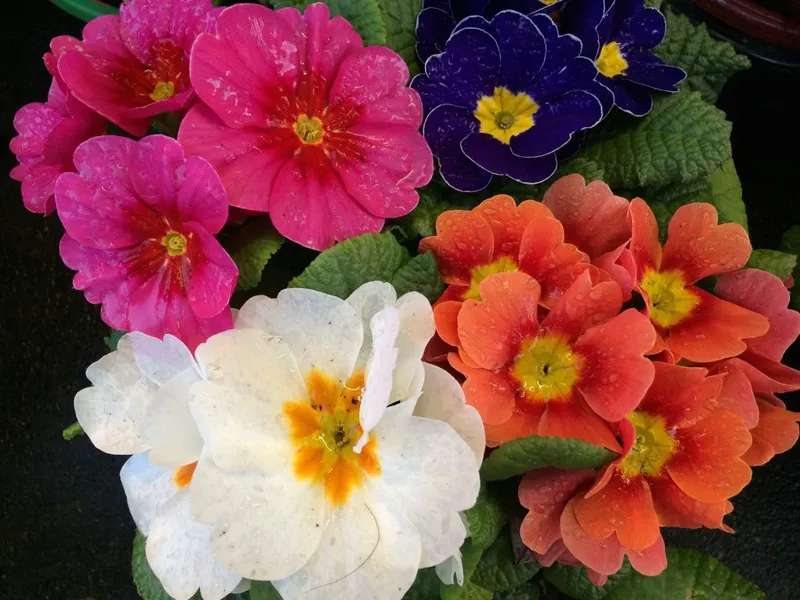 Un salto al Museo — Primule: primi fiori della primavera