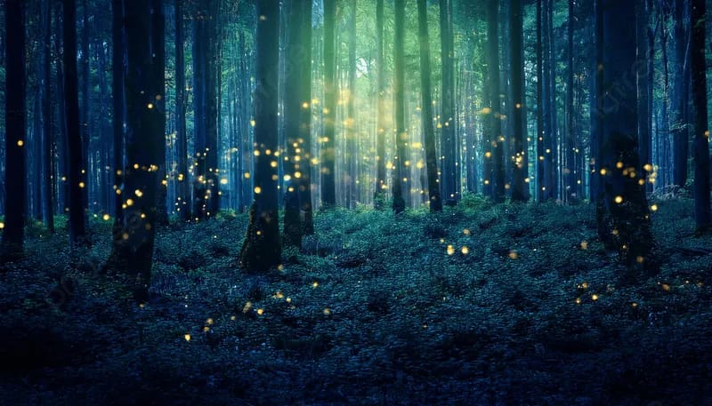 Eine Zauberlaterne auf Waldspaziergang