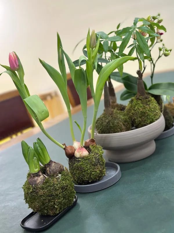 Atelier sensoriale Kokedama