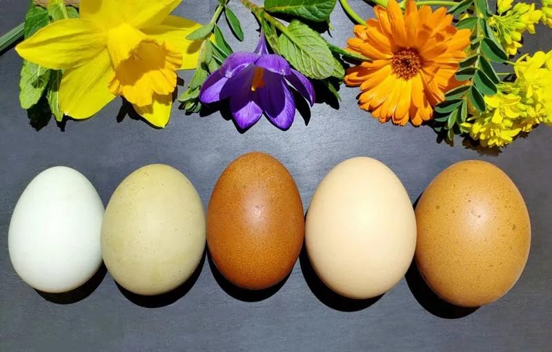 Un salto al Museo — Uova, uova, uova