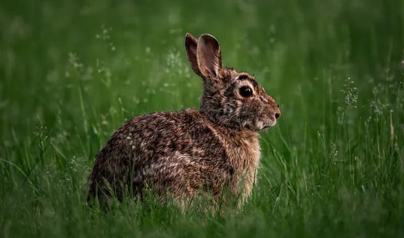 Esplolab Coniglio — Colonia pasquale