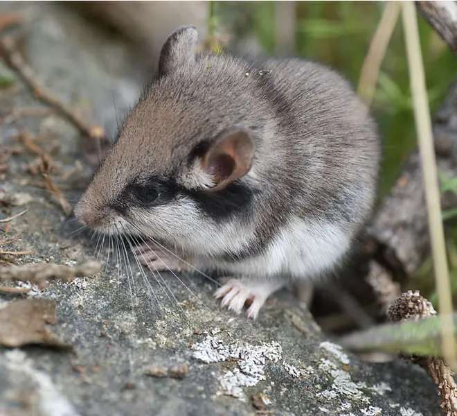 Alla scoperta dei micromammiferi