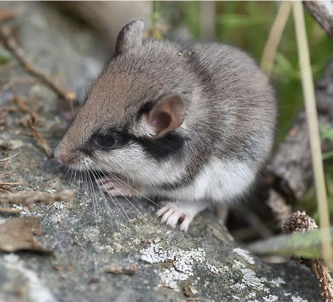 Alla scoperta dei micromammiferi